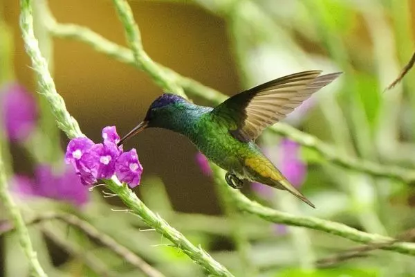 Avian Monitoring at the Amazon Conservation Project