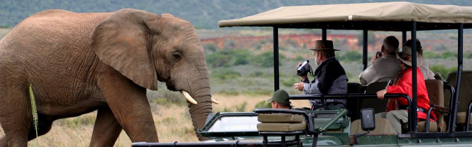Animal Conservation Work 