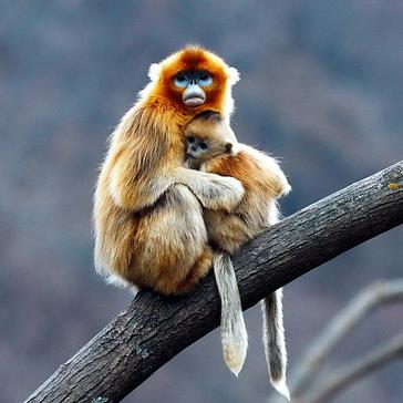 Stop Monkeying Around And Read This Post - It's Monkey Day!