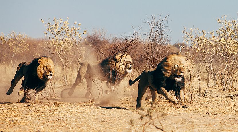 Animal Volunteer Work Video from the Botswana Wilderness Adventure