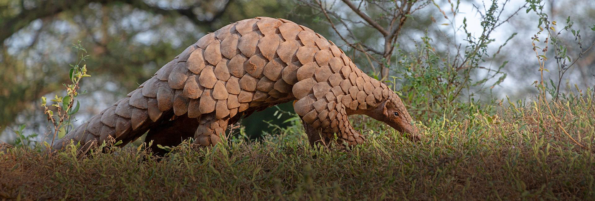 New & Endangered: A Potential New Species of Pangolin, A Historic Threat