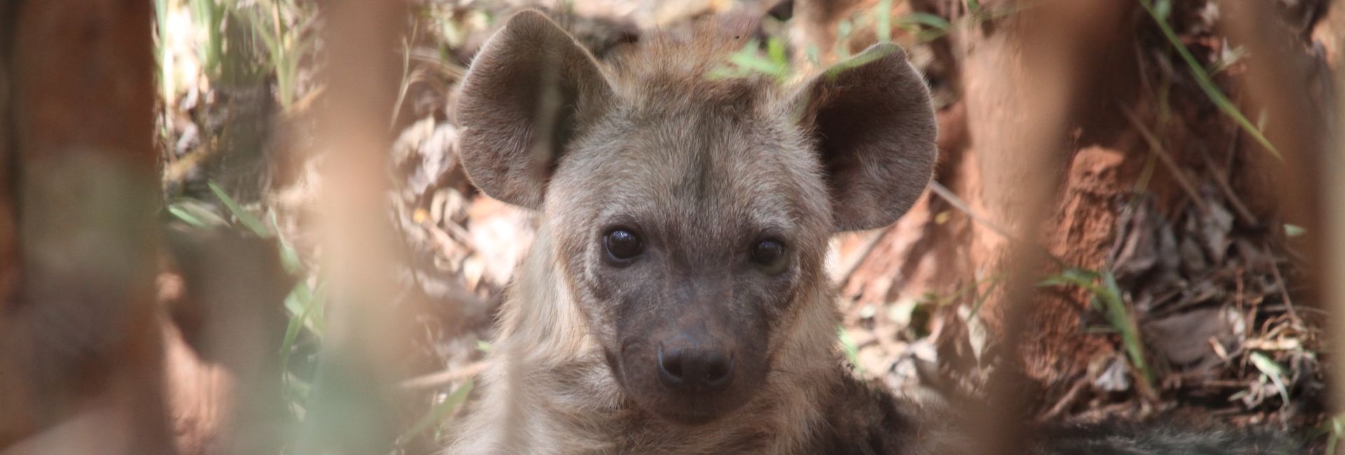 The Latest From The Lilongwe Wildlife Centre