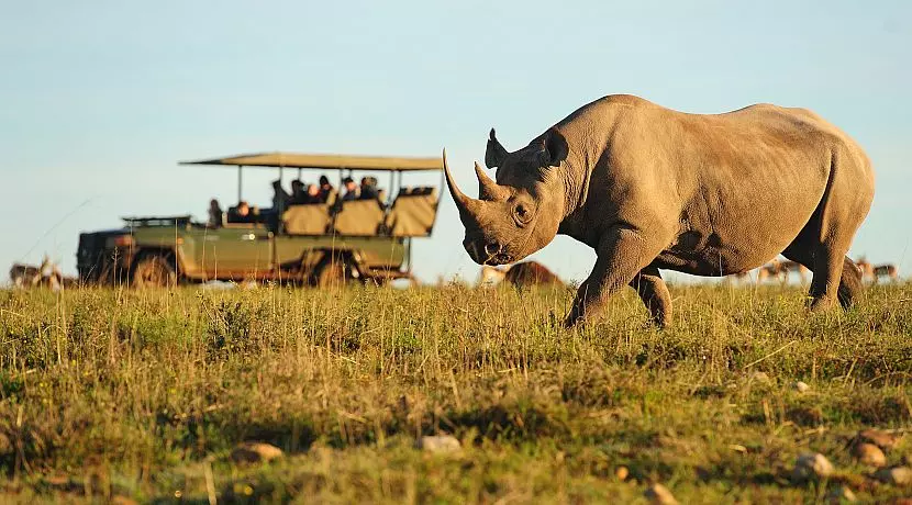 Shamwari Sightings