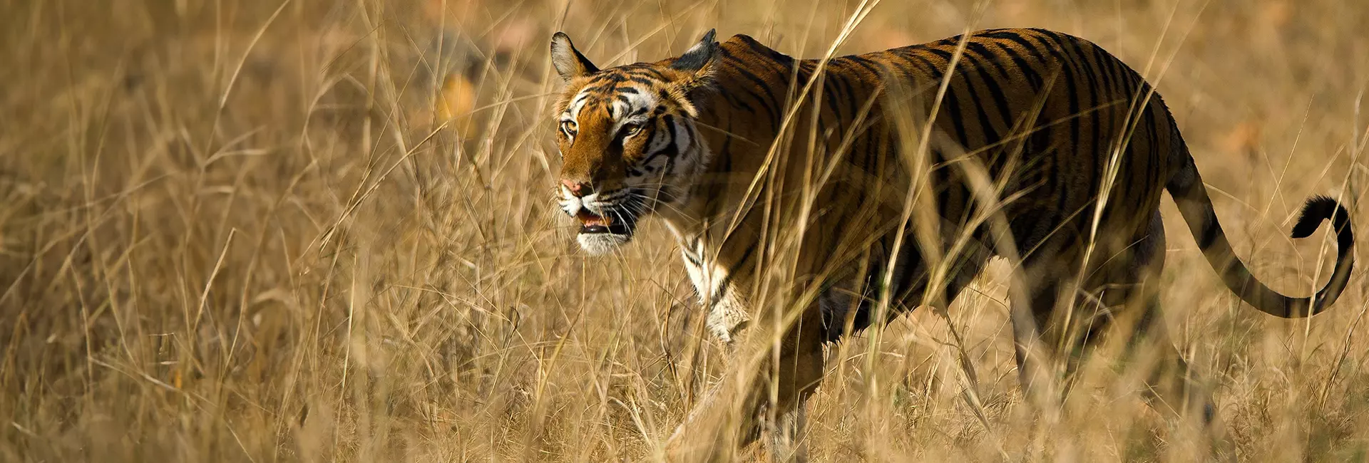 Tiger Tours