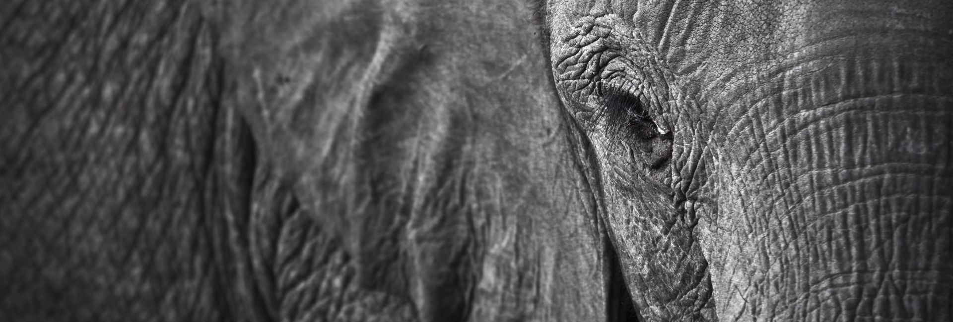 Human-Animal Relationship Awareness Week 2017