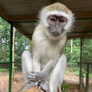 The Latest From The Lilongwe Wildlife Centre