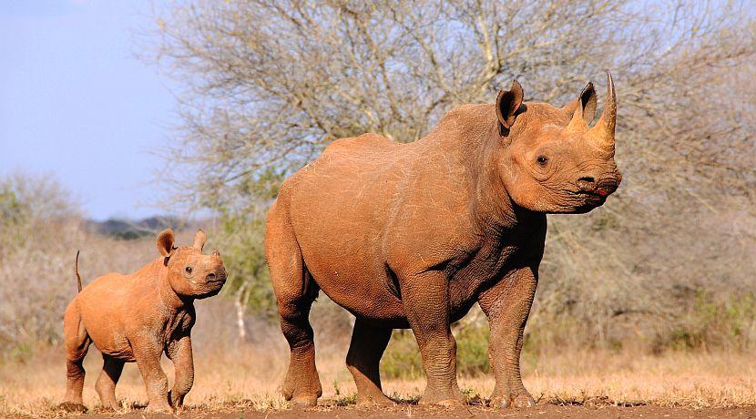 The Poaching Problem
