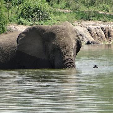 World Elephant Day - Extinction by 2020? 