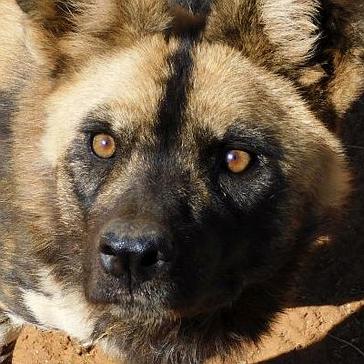 Human - Wildlife Conflict In Namibia