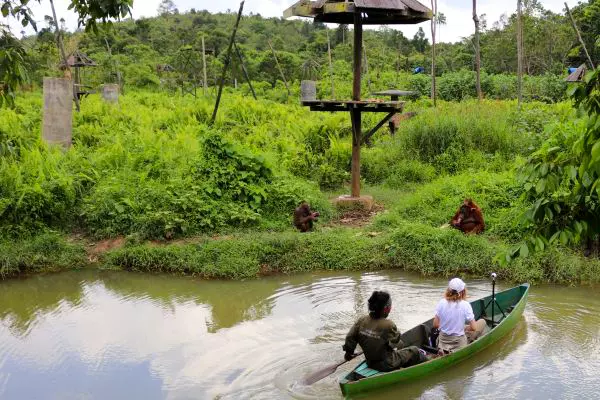 Orangutan Island Observation at Samboja Lestari