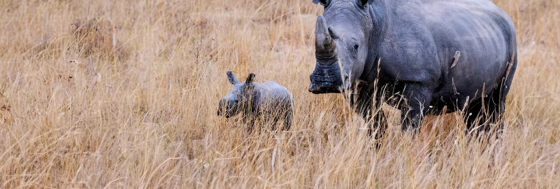 New Baby At The Rhino And Elephant Conservation Project!