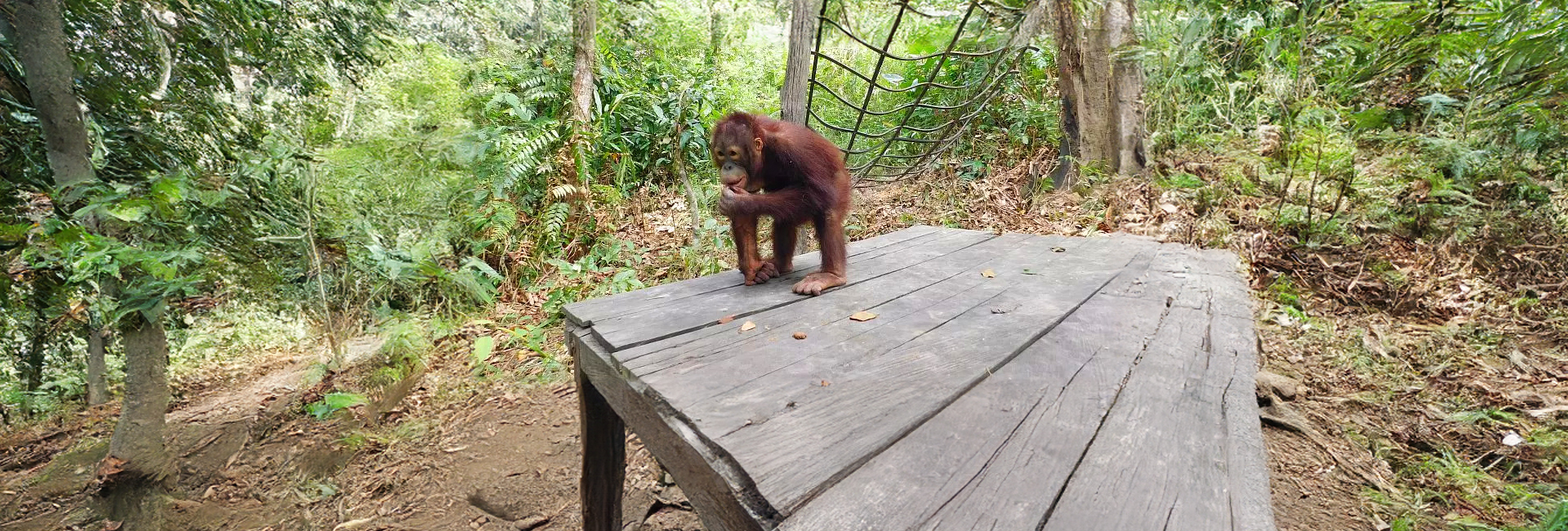 The Baby Orangutans At Samboja Enjoy Their New Volunteer Built Playground!