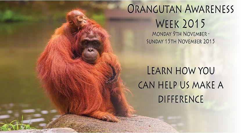 Orangutan Awareness Week 2015