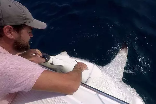 Shark Tagging in Mozambique