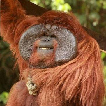 The Great Orangutan Project Is Feeling Scent-imental After Providing New Enrichment Activity! 