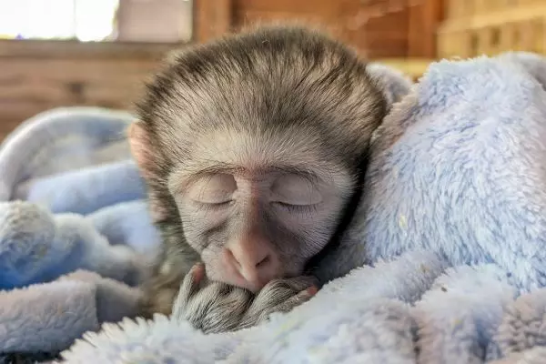Orphan Care @ Vervet Monkey Sanctuary