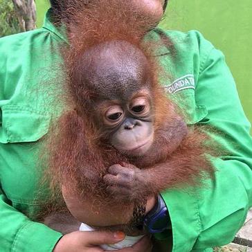 Volunteer Review Of The Samboja Lestari Orangutan Sanctuary!