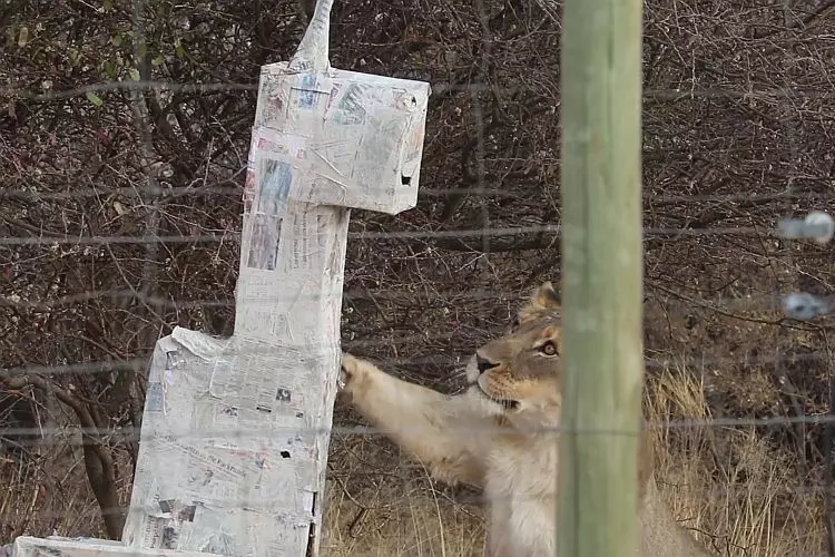 Lion Enrichment at the Namibia Wildlife Sanctuary