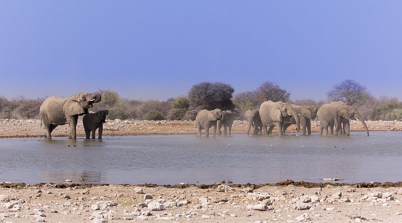 A Day In The Life Of An Elephant Volunteer!