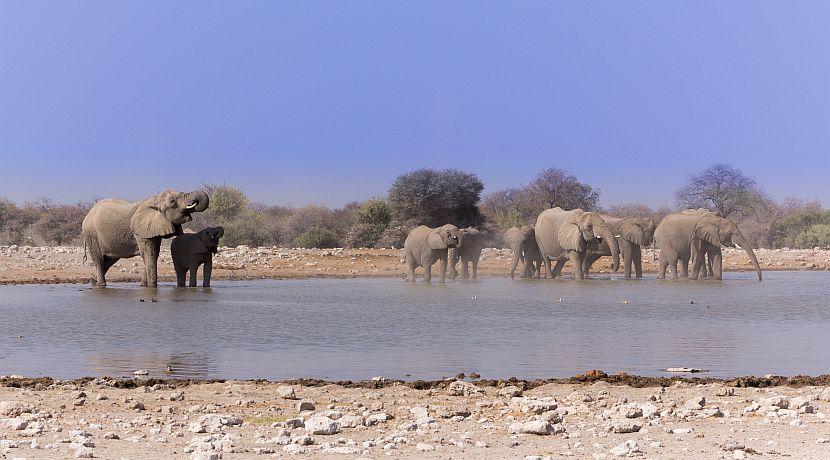 A Day In The Life Of An Elephant Volunteer!