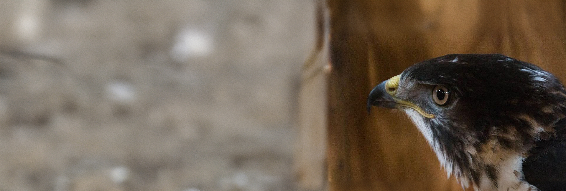 So Long, Spirit – Lilongwe’s Latest Release Story