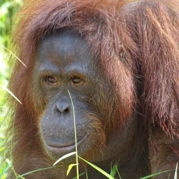 Volunteer Bambi's Experience at Nyaru Menteng