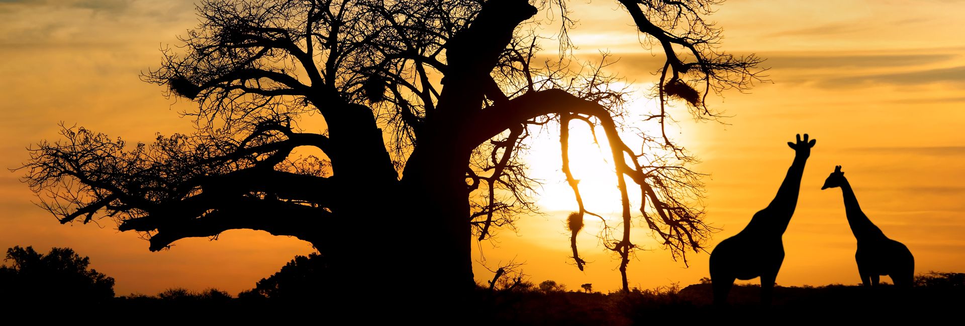 What Could You Experience In Your Spare Time On Our Shamwari Conservation Project?