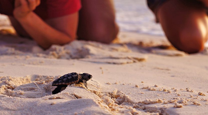 Volunteer On A Sea Turtle Conservation Project!