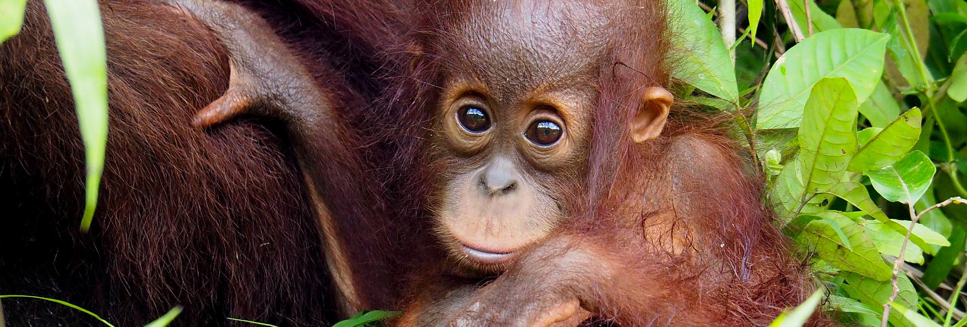 Samboja Lestari Orangutan Project