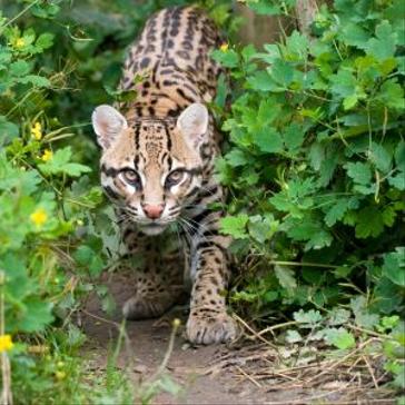 Meet the animals at the Bolivia Wildlife Sanctuary