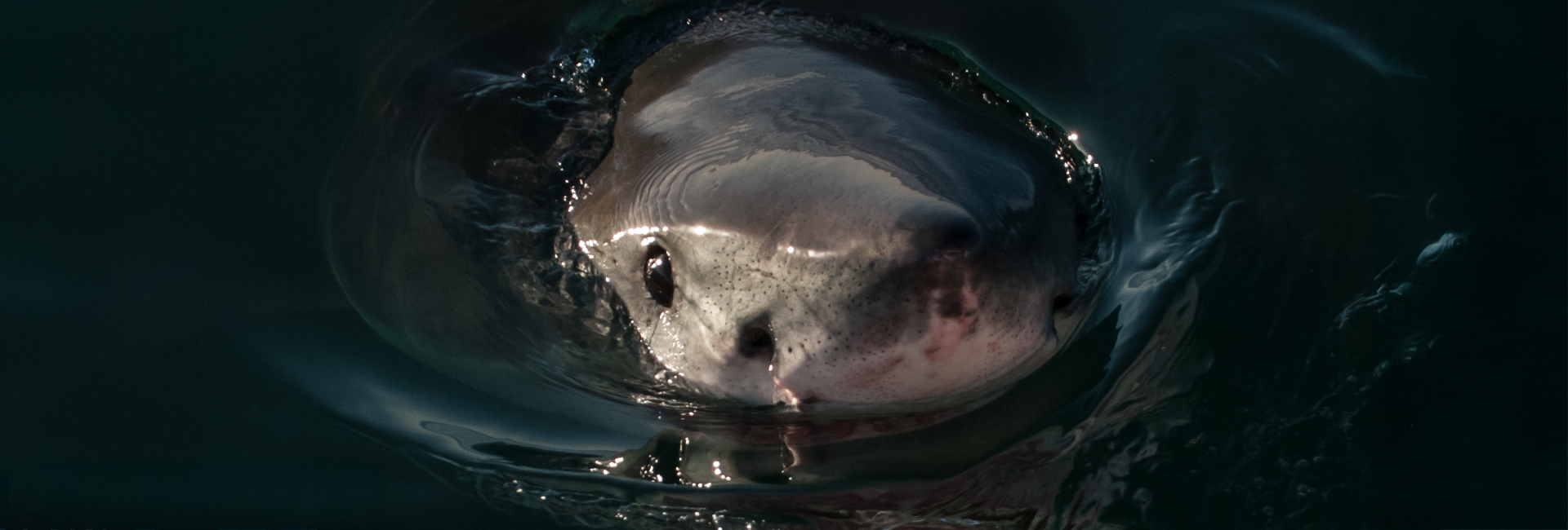 8 Things You Need To Know To Survive Your Shark Diving Experience!