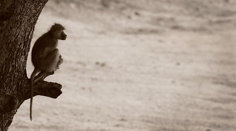 Thunder's Story - Lilongwe Wildlife Centre