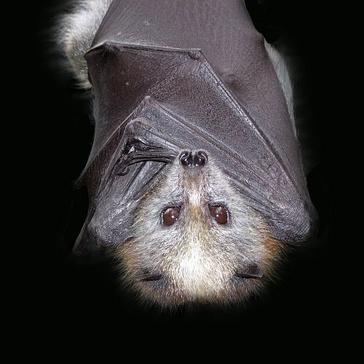 Why Are Bats Associated With Vampires? A Peek Into The Realm Of These Misunderstood Mammals This Halloween 