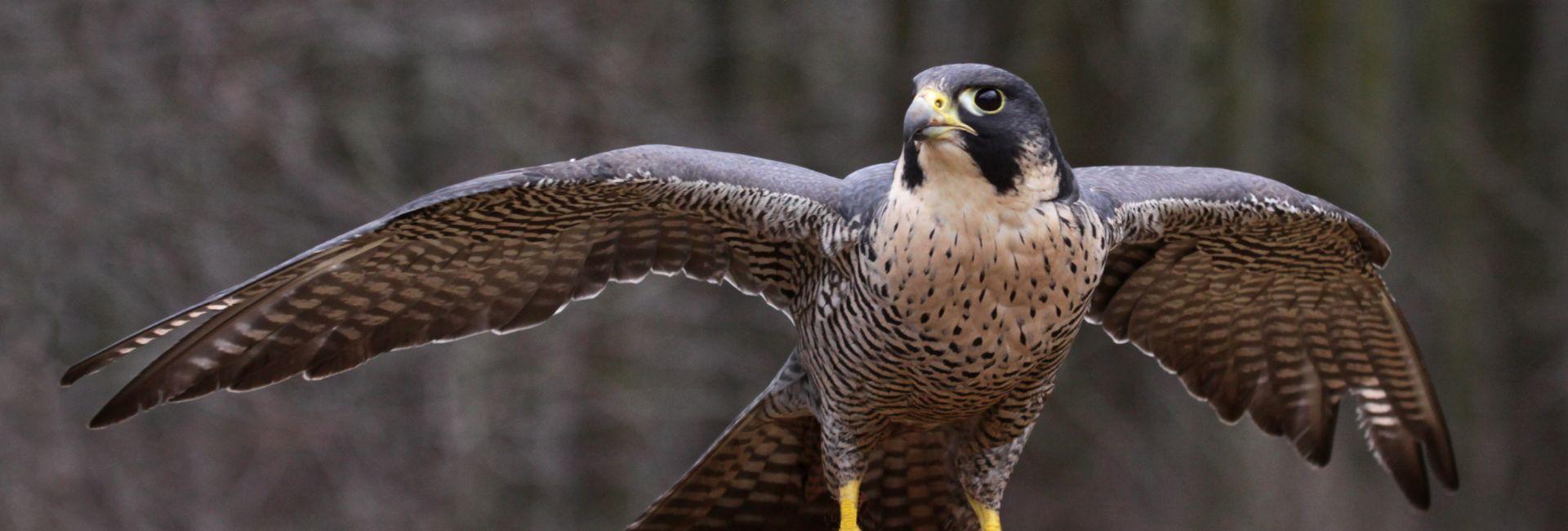 A Lizard That Can Shoot Blood From Its Eyes? We Bet You Didn't Know About These Animals With Incredible Superpowers!