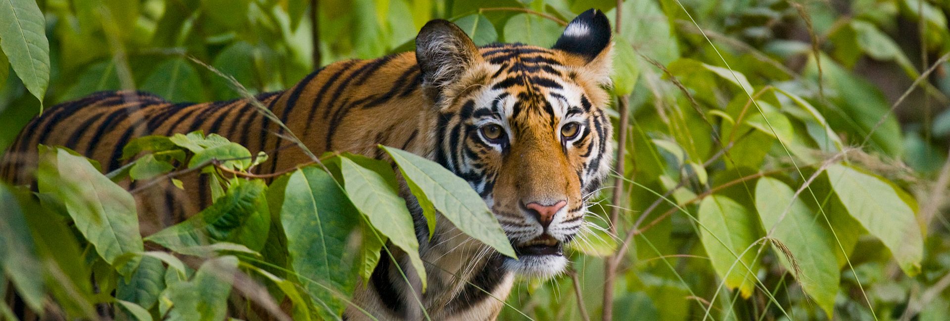 The 16 Most Endangered Animals In The World - Just 60 Brown Spider Monkeys Remain! 