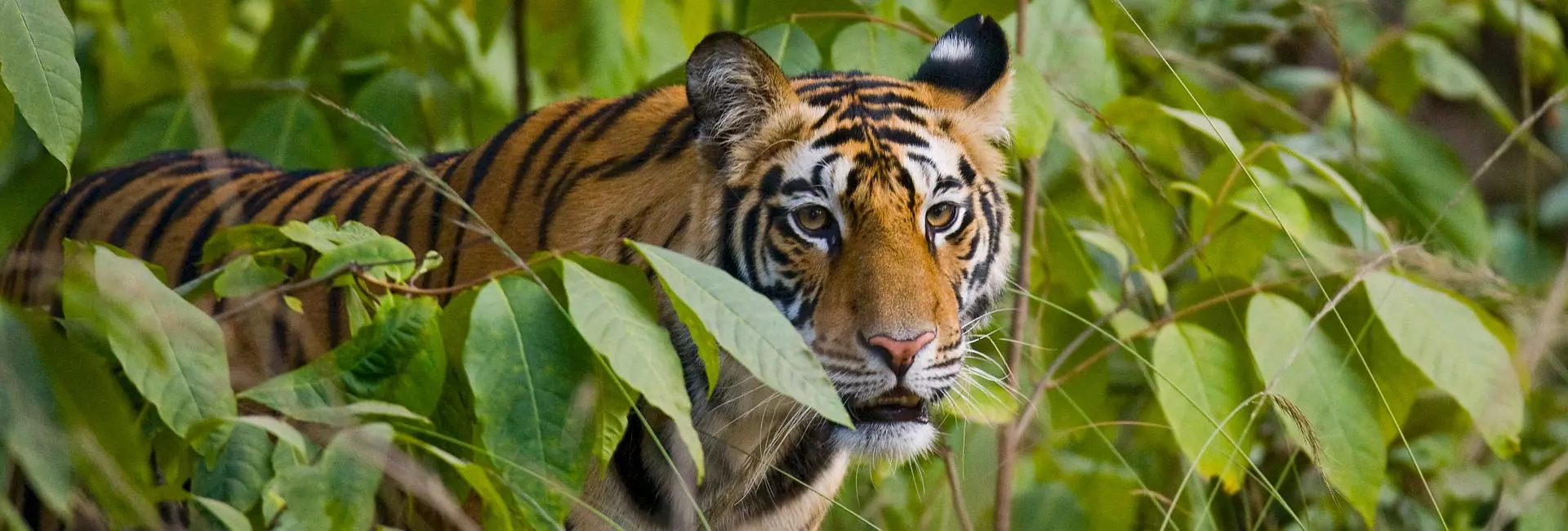 The 16 Most Endangered Animals In The World - Just 60 Brown Spider Monkeys Remain!