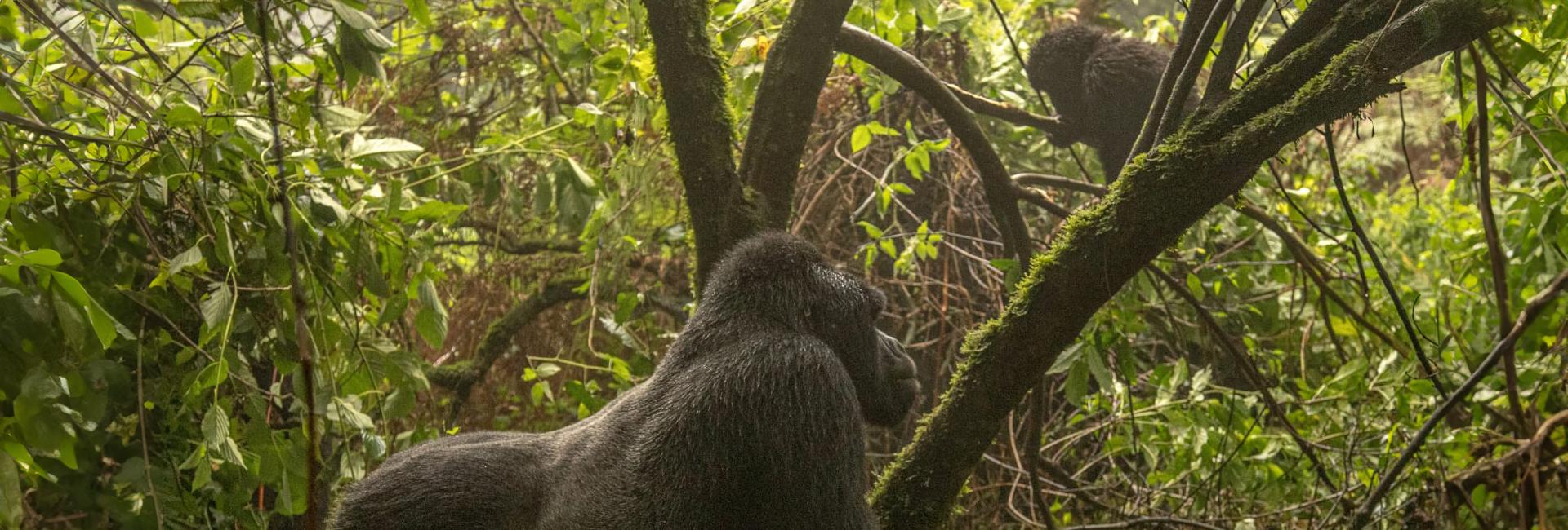 Tina's Experience Of The Great Gorilla Project!