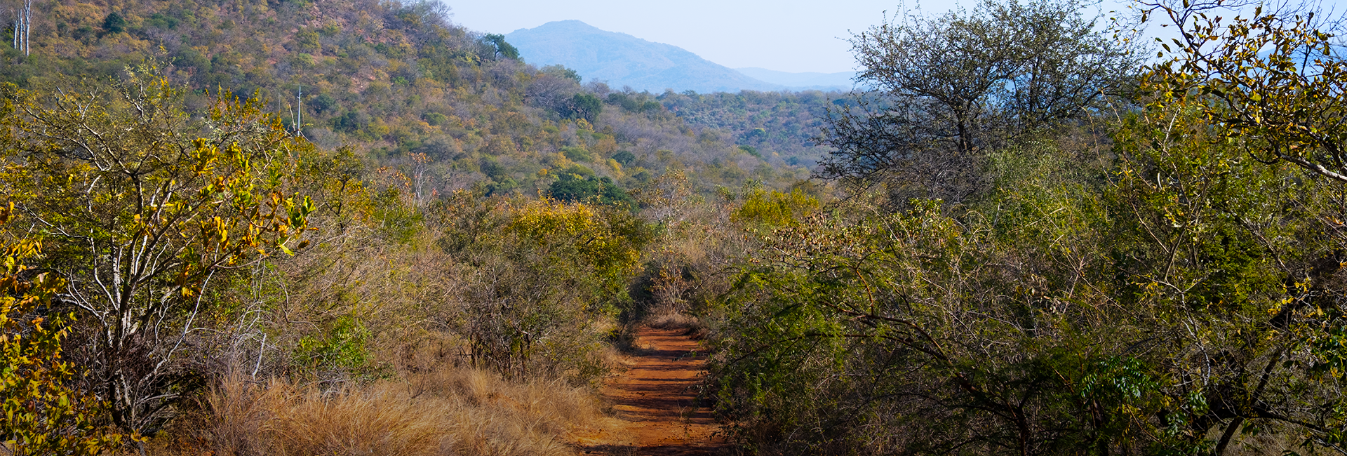 Baby Zebra Rescued at SanWild Sanctuary & Reserve