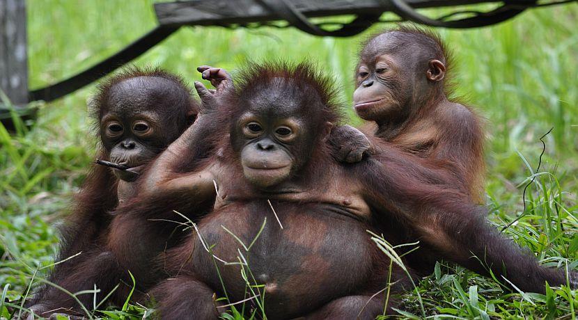 Forest School Update - 8 Baby Orangutans Have Graduated!