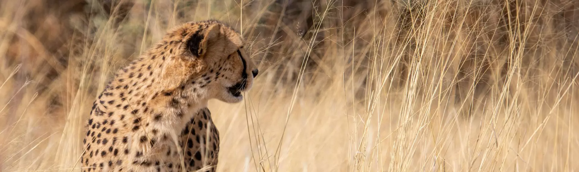 Namibia Wildlife Sanctuary