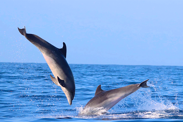 Cetacean Surveys