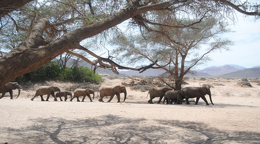Desert Elephants in Namibia - Volunteer Testimonials! 