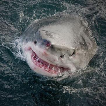 The Great White Shark Volunteer Project Video