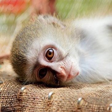 Animal Orphan Season - Aide wildlife conservation today