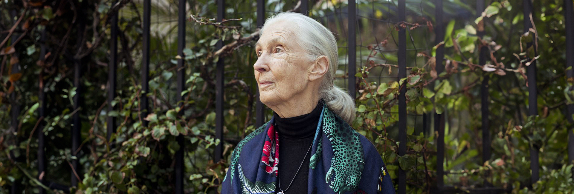Happy Birthday Dame And Dr. Jane Goodall! What Has This Lady Accomplished In Her 86 Years? 