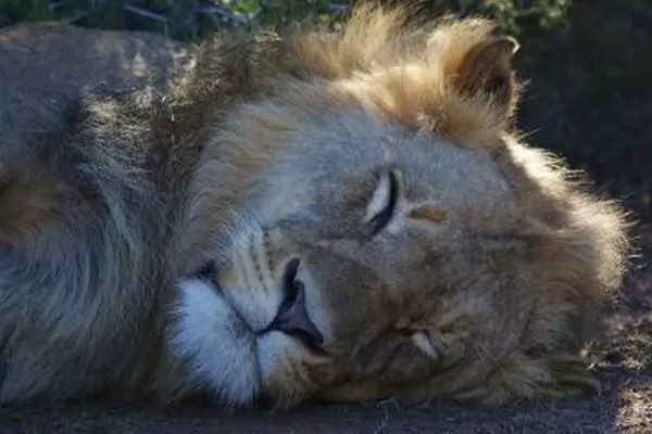 Lion at the Born Free Foundation