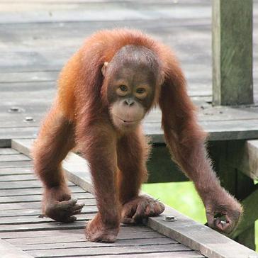 The Great Orangutan Project - What Will You Be Doing?