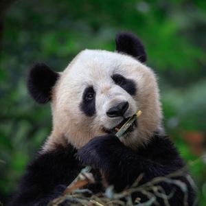 Panda Volunteer Experience in China