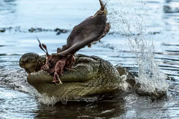 Carnivore Feeding