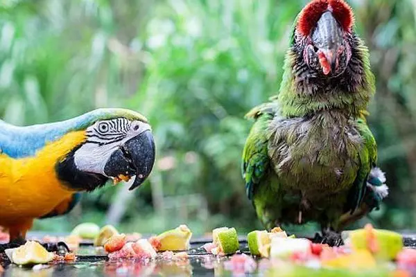 Observation at the Bolivia Wildlife Sanctuary